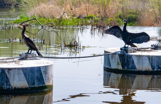The river Avon and the Environment
